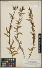 Foto von Salix alba L. x Salix fragilis L.